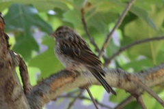 Spizella passerina passerina