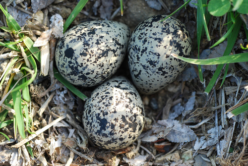 Killdeer photographed in North Carolina