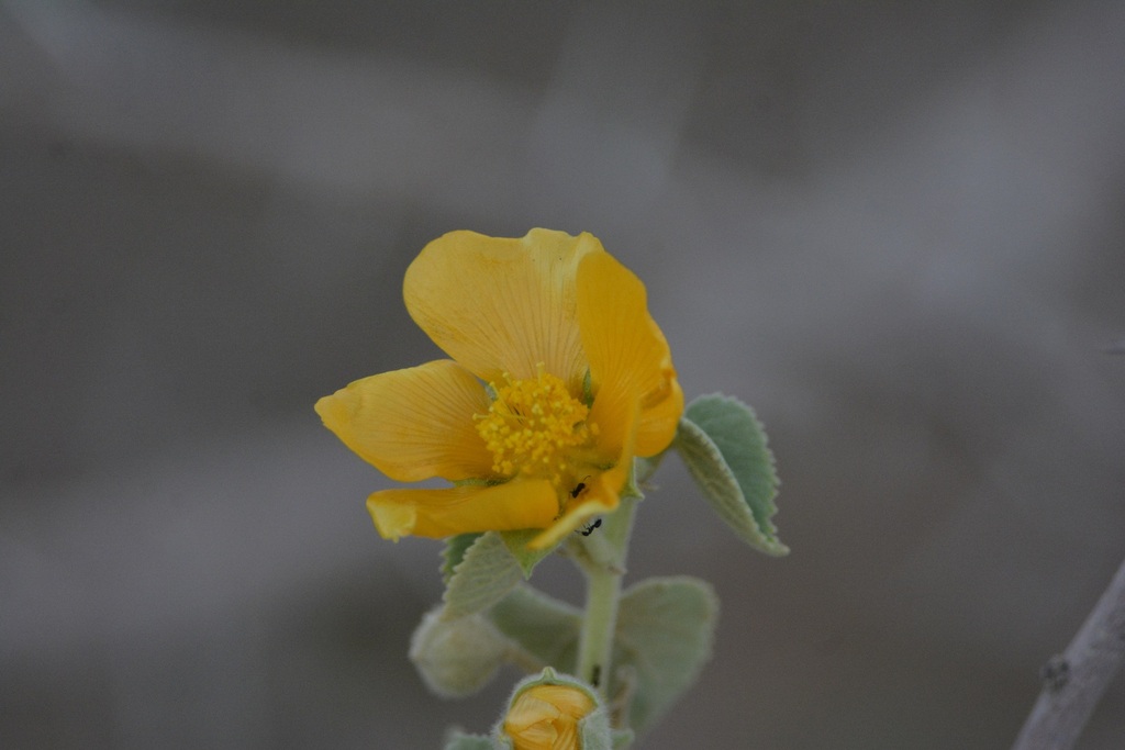 Ragged mallow (Abutilon pannosum)