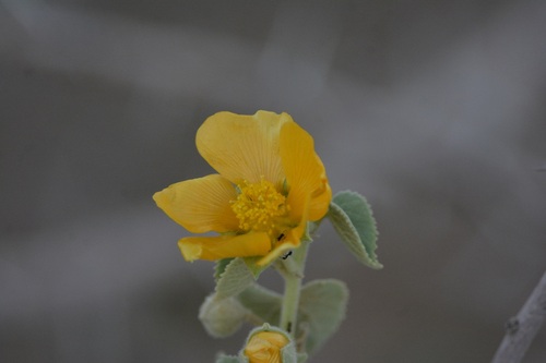 Abutilon (Abutilon pannosum)