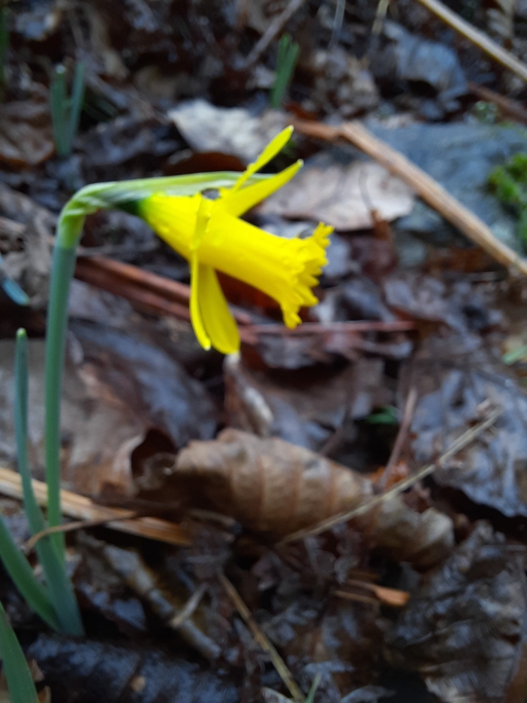Narciso amarillo
