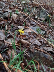 Narcissus munozii-garmendiae, photograph author not stated, no rights reserved
