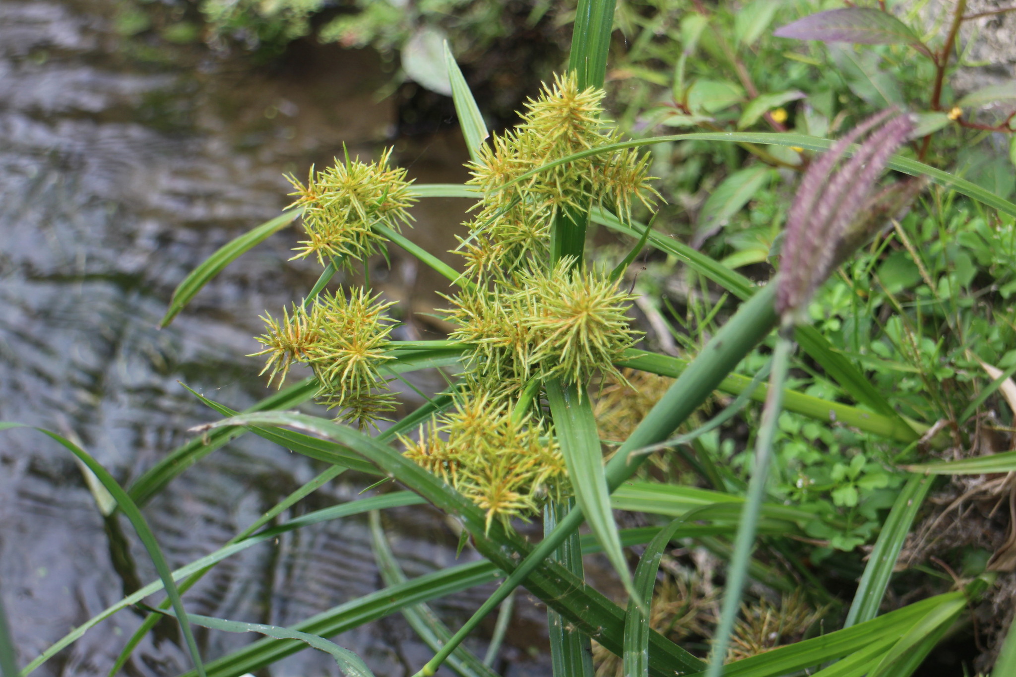 Cyperus odoratus L.