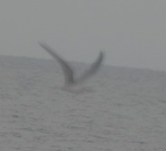 Onychoprion anaethetus