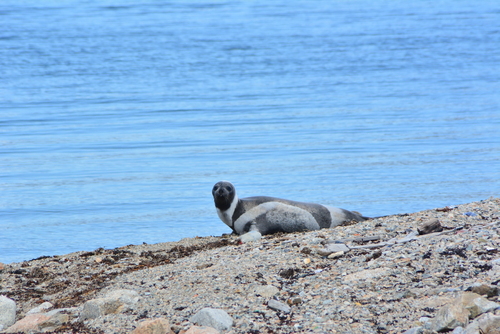 Ribbon Seal