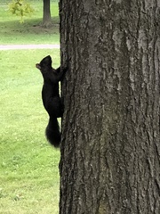 Sciurus niger