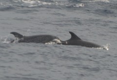Stenella frontalis