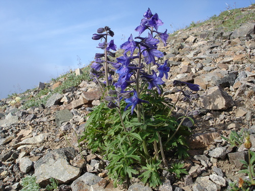 Chamisso's larkspur (Delphinium chamissonis)