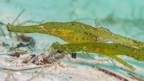 Robust Ghost Pipefish
