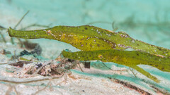 Robust Ghost Pipefish