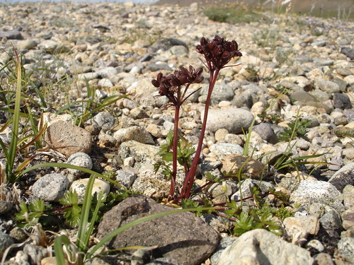 Image of Podistera macounii by no rights reserved