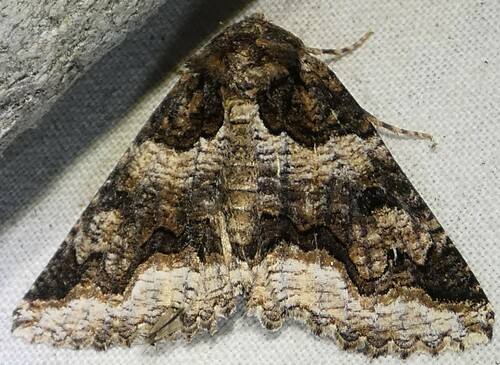 Double-banded Zale Moth photo 2