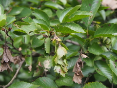 Carpinus turczaninovii