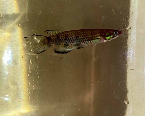 Vuurkop-panchax (Epiplatys phoeniceps) — Nothobranchiidae — 5