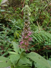 Comanthosphace formosana