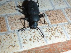 Tenebrionidae