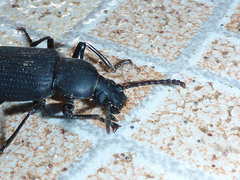 Tenebrionidae