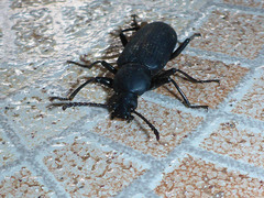 Tenebrionidae