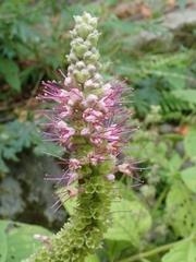 Comanthosphace formosana