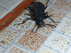 Tenebrionidae