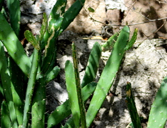 Opuntia auberi