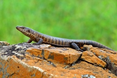 Common Giant Plated Lizard photo 2