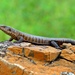 Giant Plated Lizard - Photo (c) Arno Meintjes, some rights reserved (CC BY-NC)