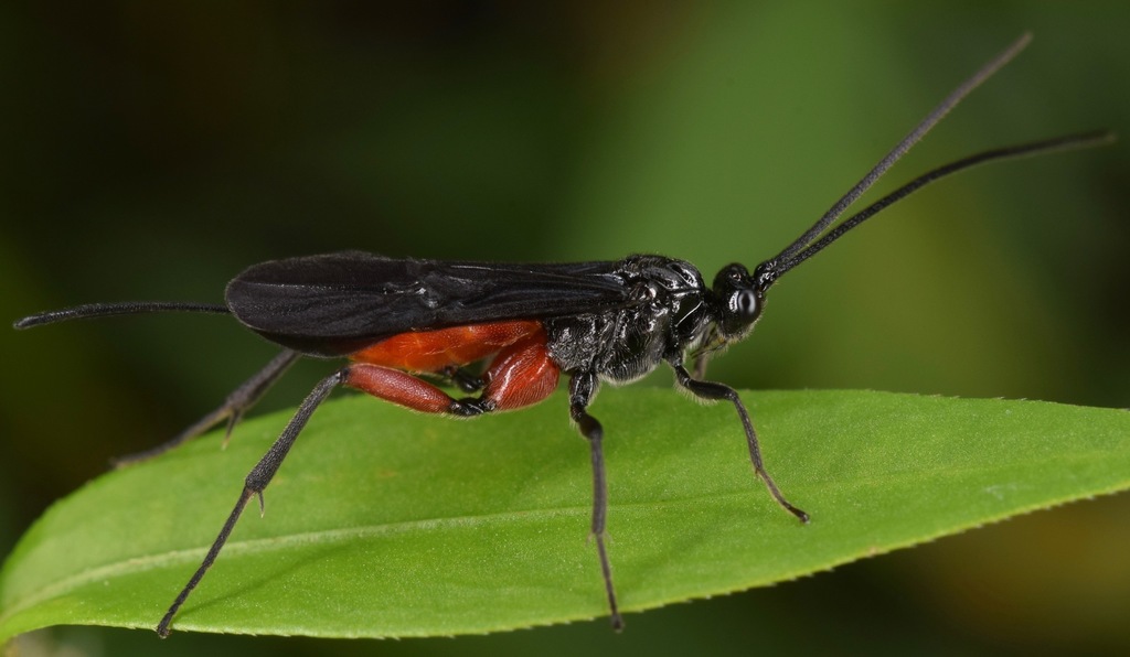 Alabagrus texanus