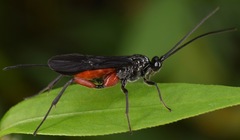 Alabagrus texanus