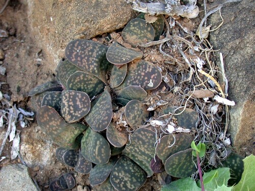 Gasteria pillansii var. ernesti-ruschii image