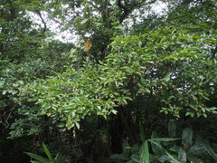 Carpinus turczaninovii