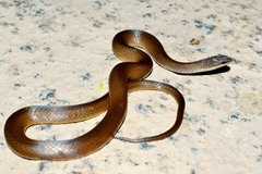Chiapan Stripeless Snake photo 2