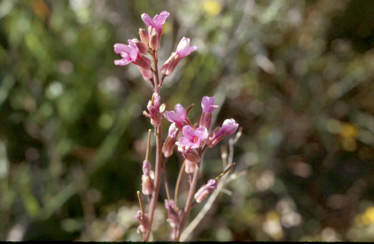 Boechera sparsiflora