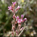 Sicklepod Rockcress - Photo (c) 2000 Gary A. Monroe, some rights reserved (CC BY-NC)