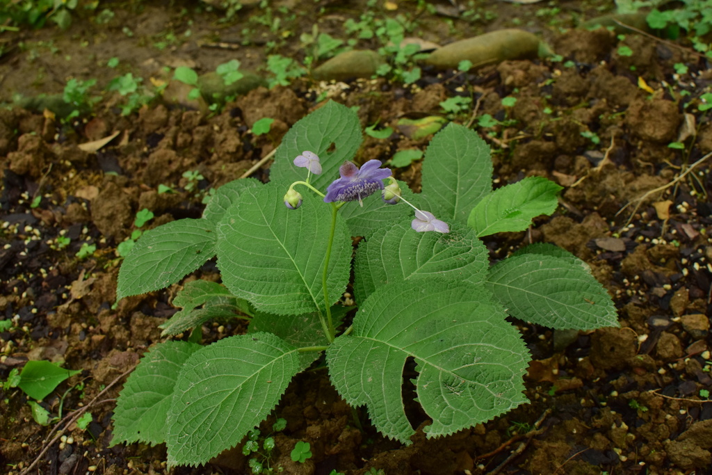 Deinanthe