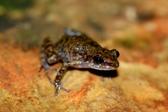 Guerrero Peeping Frog photo 2