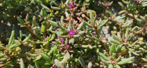 Sesuvium hydaspicum