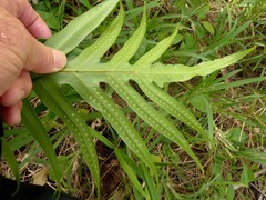 Microsorum scolopendria
