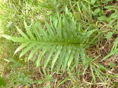 Microsorum scolopendria