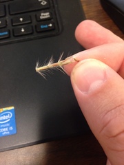 Saccharum brevibarbe