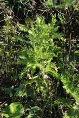 Cirsium arvense
