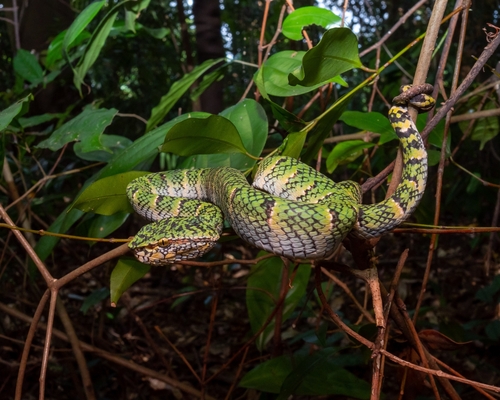 Wagler's Pit Viper, Bukit Timah Nature Reserve, photo 9 of 10