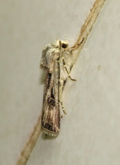 Agrotis spinifera