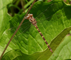 Cordulegaster bilineata