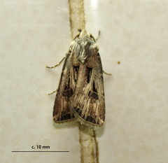 Agrotis spinifera