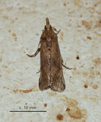 Cactoblastis cactorum