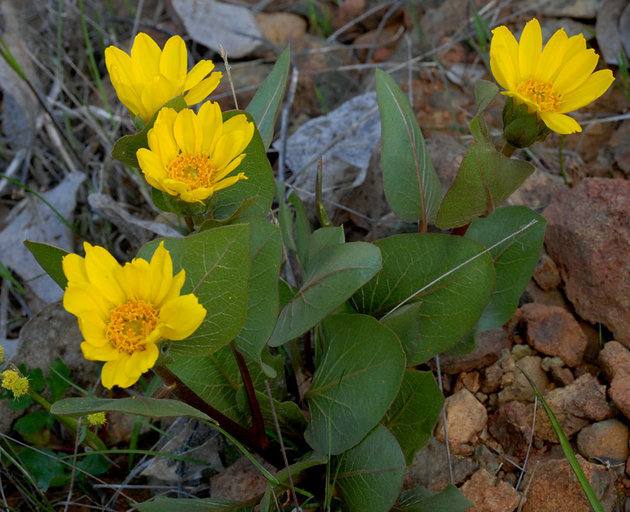 Agnorhiza bolanderi