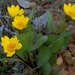 Bolander's Mule's Ears - Photo (c) 2011 Barry Breckling, some rights reserved (CC BY-NC-SA)