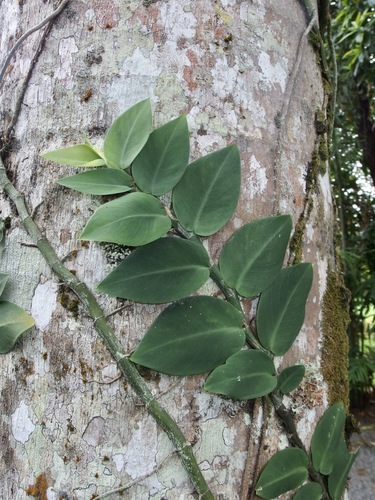 Image of Rhaphidophora hayi by (c) Sue Carnahan, some rights reserved (CC BY)