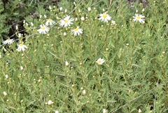 Argyranthemum adauctum image